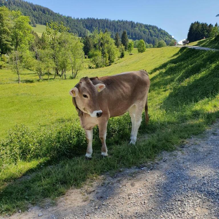 Ferienwohnung Allgaeuglueck Im Ferienpark Oberallgaeu Mit Hallenbad, Sauna, Wlan Missen-Wilhams Eksteriør bilde